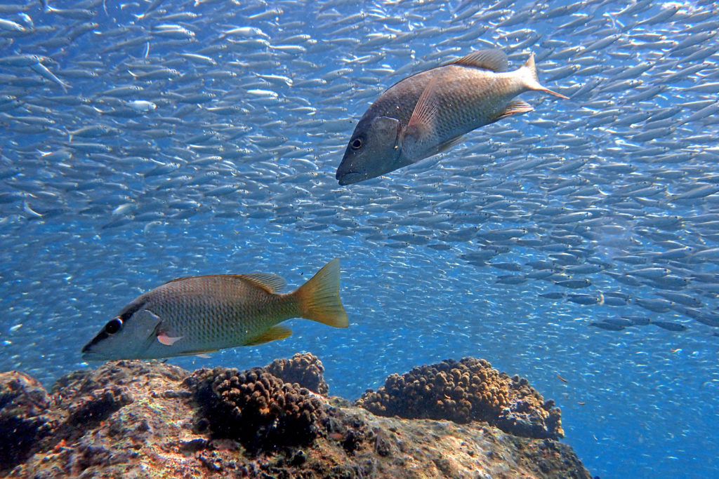 ¿Sabes cuántas especies de peces existen en la bahía de La Paz?