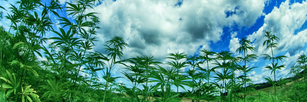 El origen de la cannabis; según la ciencia