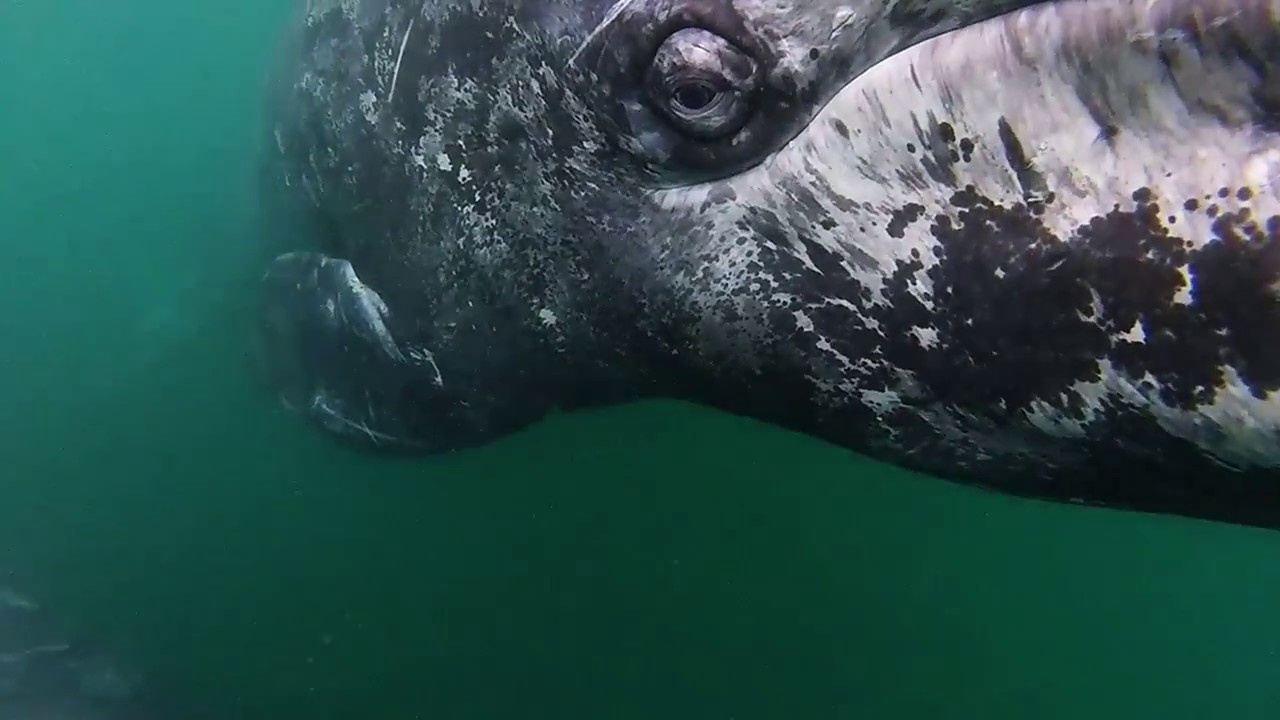 Aumento de la temperatura del mar parece afectar a ballenas grises