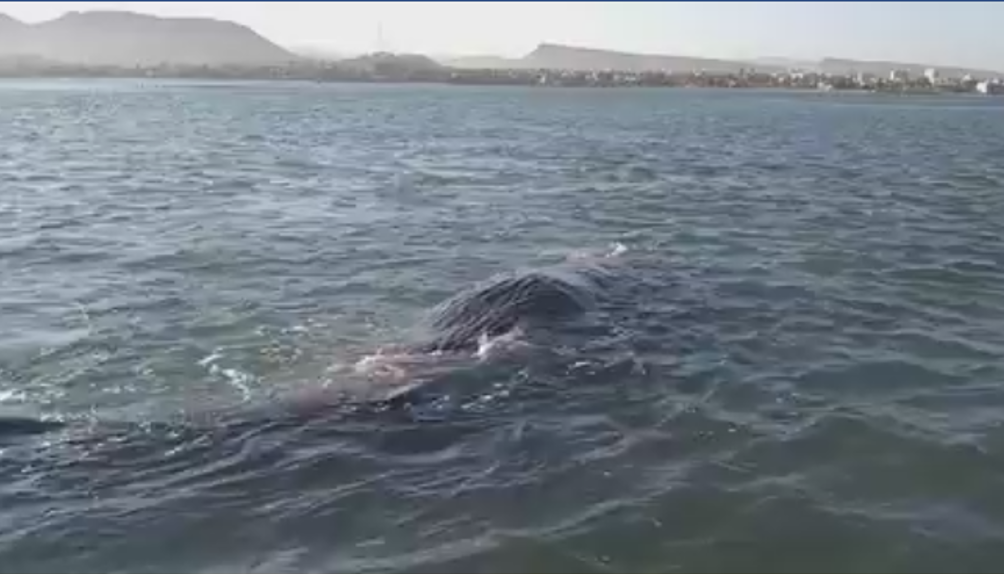 Comienza rescate de cachalote en la bahía de La Paz (VIDEO)