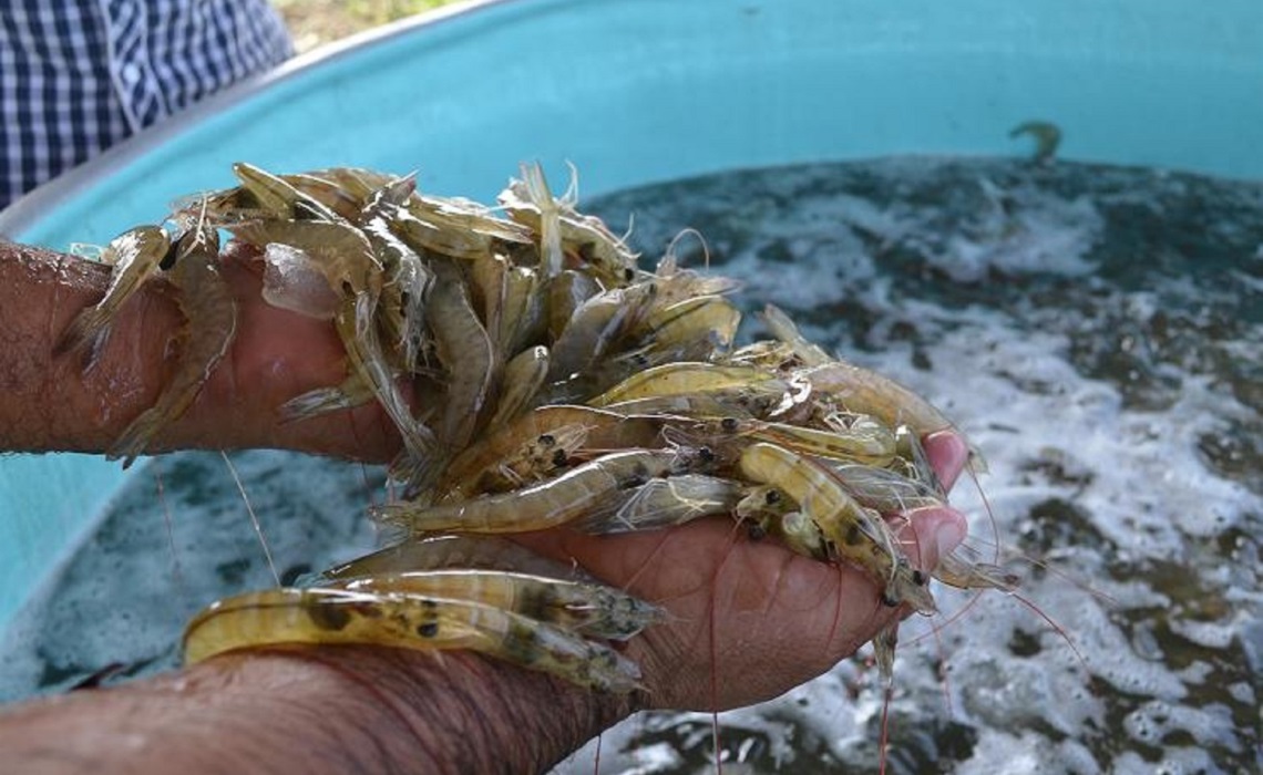 La pesca y acuacultura un compromiso; Congreso del Estado de BCS