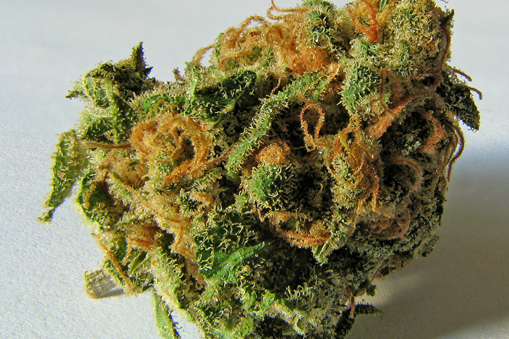 Baja California camina hacia la legalización de la marihuana