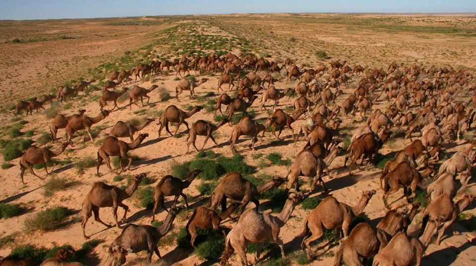 Matarán a 10 mil camellos salvajes en Australia por agua