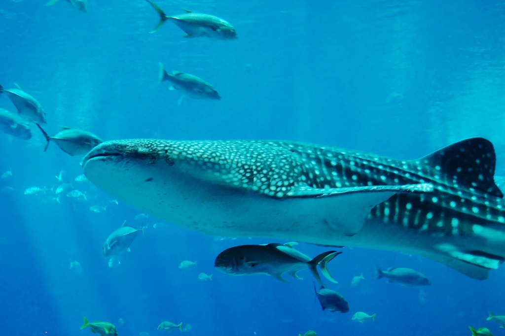 Delfines, moluscos y tiburones ballena se verán afectados con dragado en El Manglito: académicos