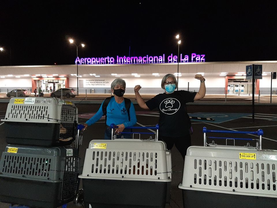 En La Paz, ¿directora municipal viaja a TJ a entregar 4 perros vendidos por asociación civil?