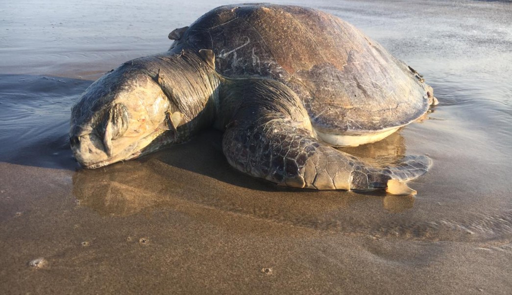 Petición busca revisión de muerte de tortugas caguama en México bajo el T-MEC