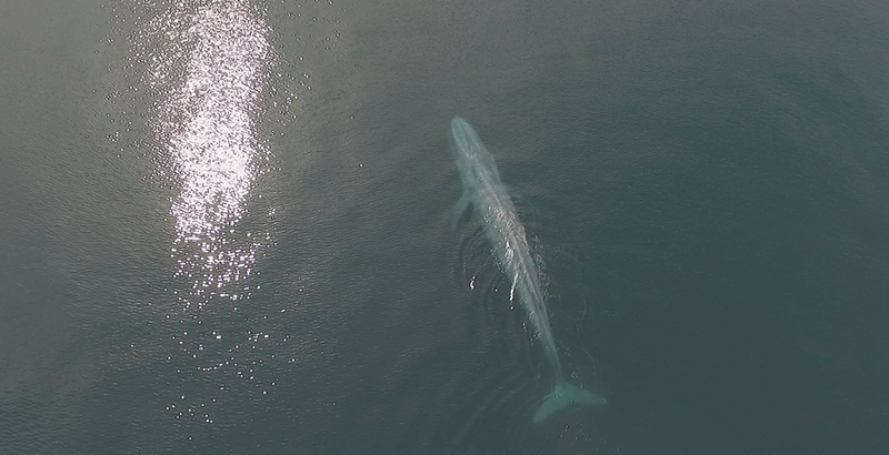 ¡Ballenas TV! Las ballenas azules de Loreto tienen su canal en YouTube (VIDEO)