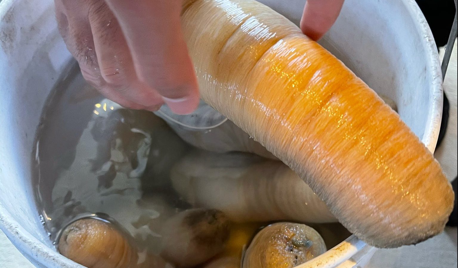 Desde su yate en BCS, Ricardo Salinas se burló de sus haters con una almeja ‘chiluda’