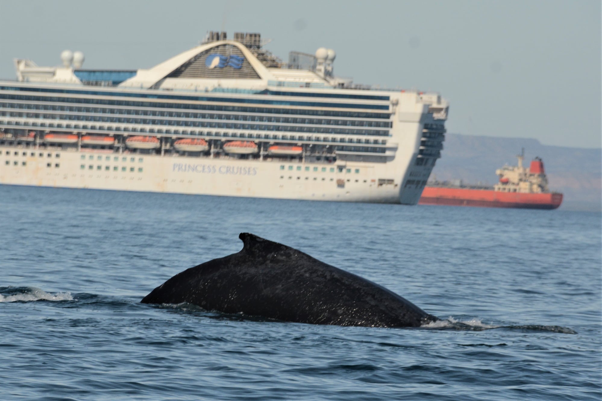 Ambientalistas no quieren el desarrollo del puerto: Asociación de Cruceros