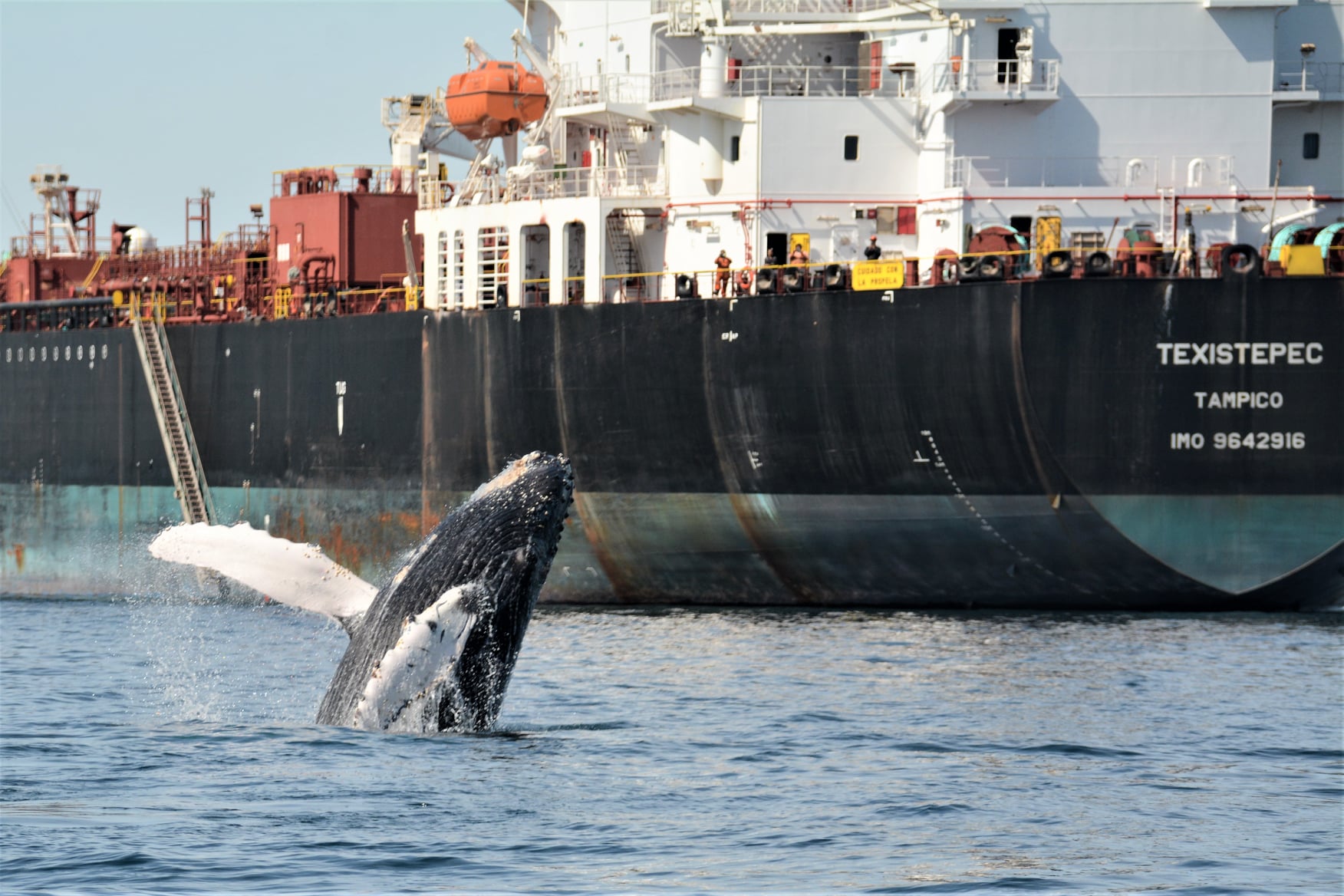 #Documental | El proyecto que amenaza al golfo de California