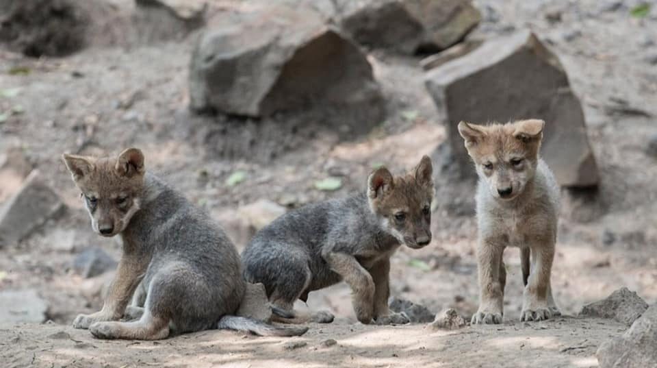 Nace camada de lobo mexicano en el Zoológico de Chapultepec