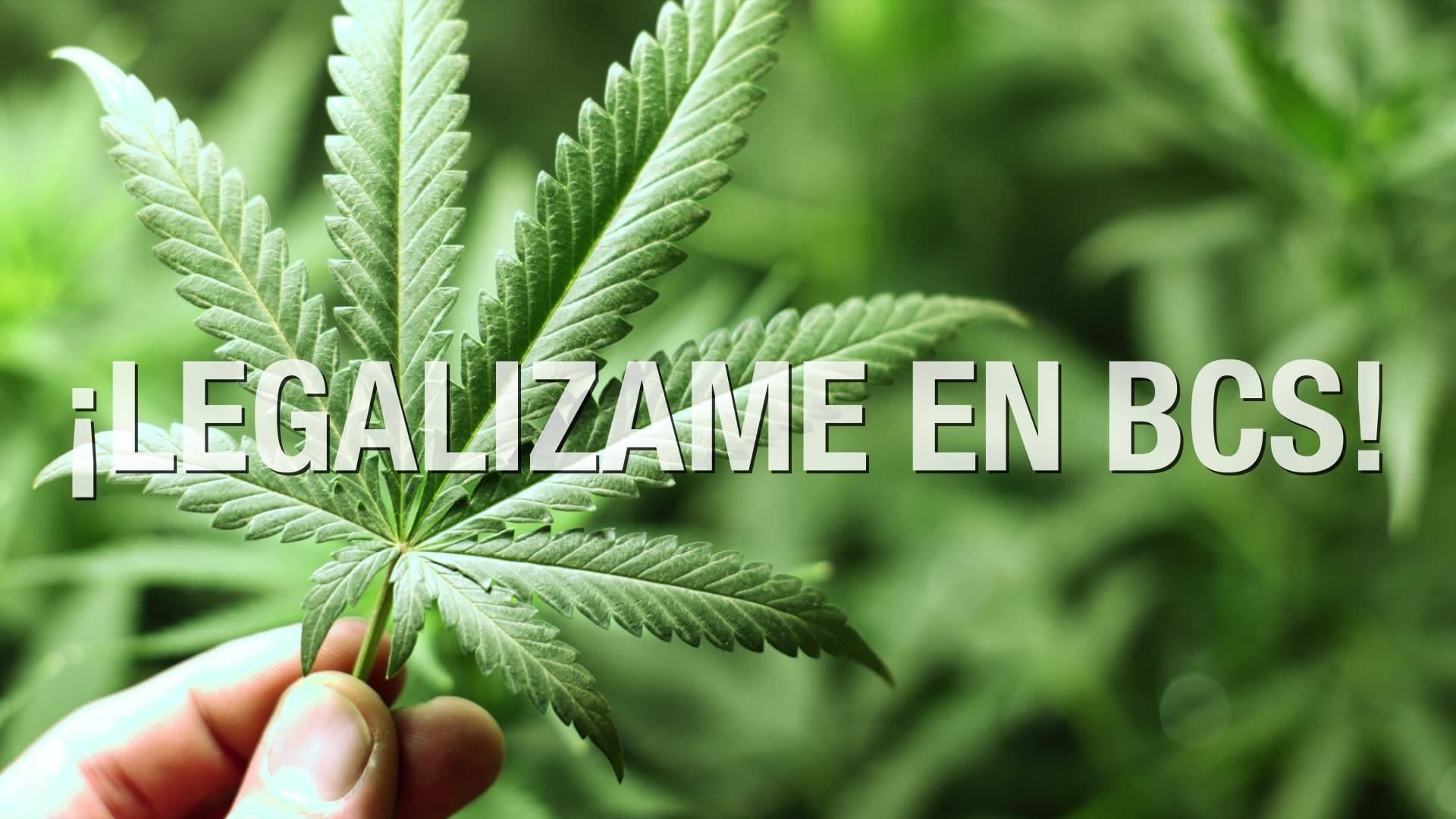 En BCS bloquea Coepris 20 solicitudes para uso legal de mariguana