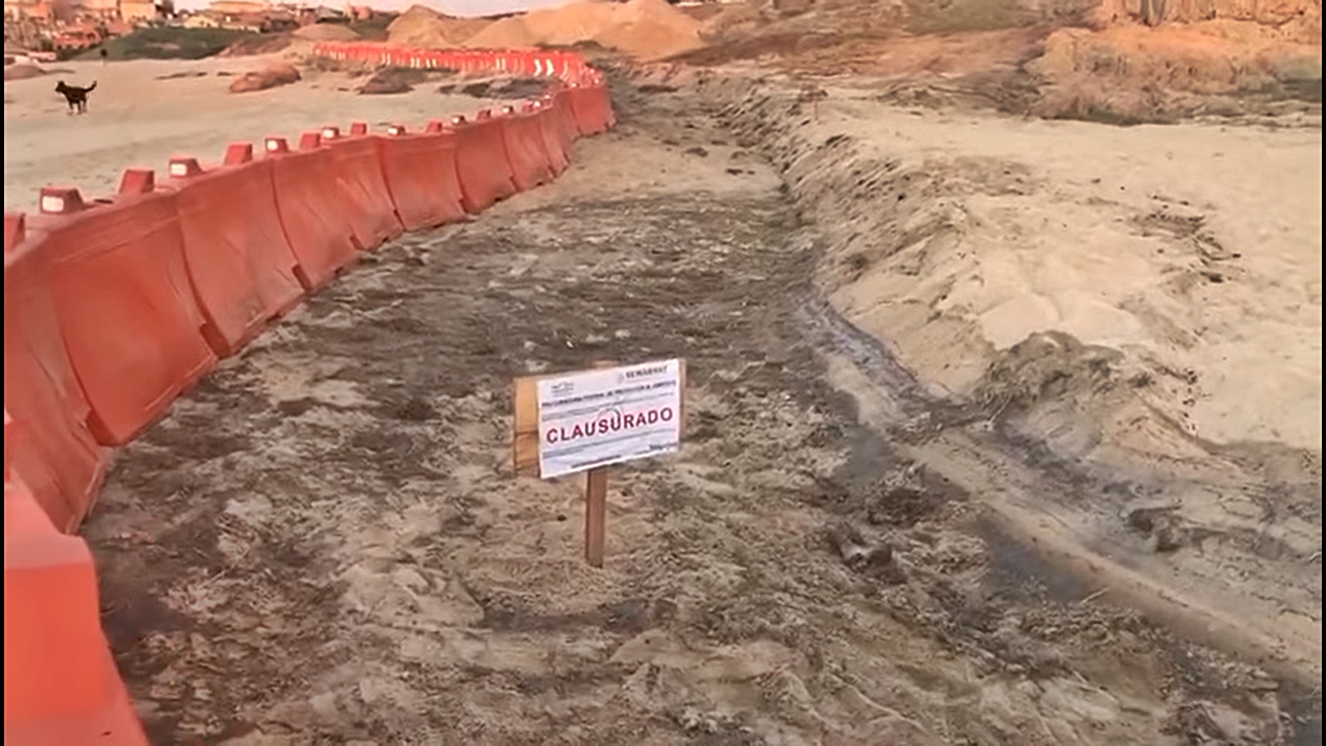 En Los Cabos Profepa clausura obras que destruyeron nidos de caguama