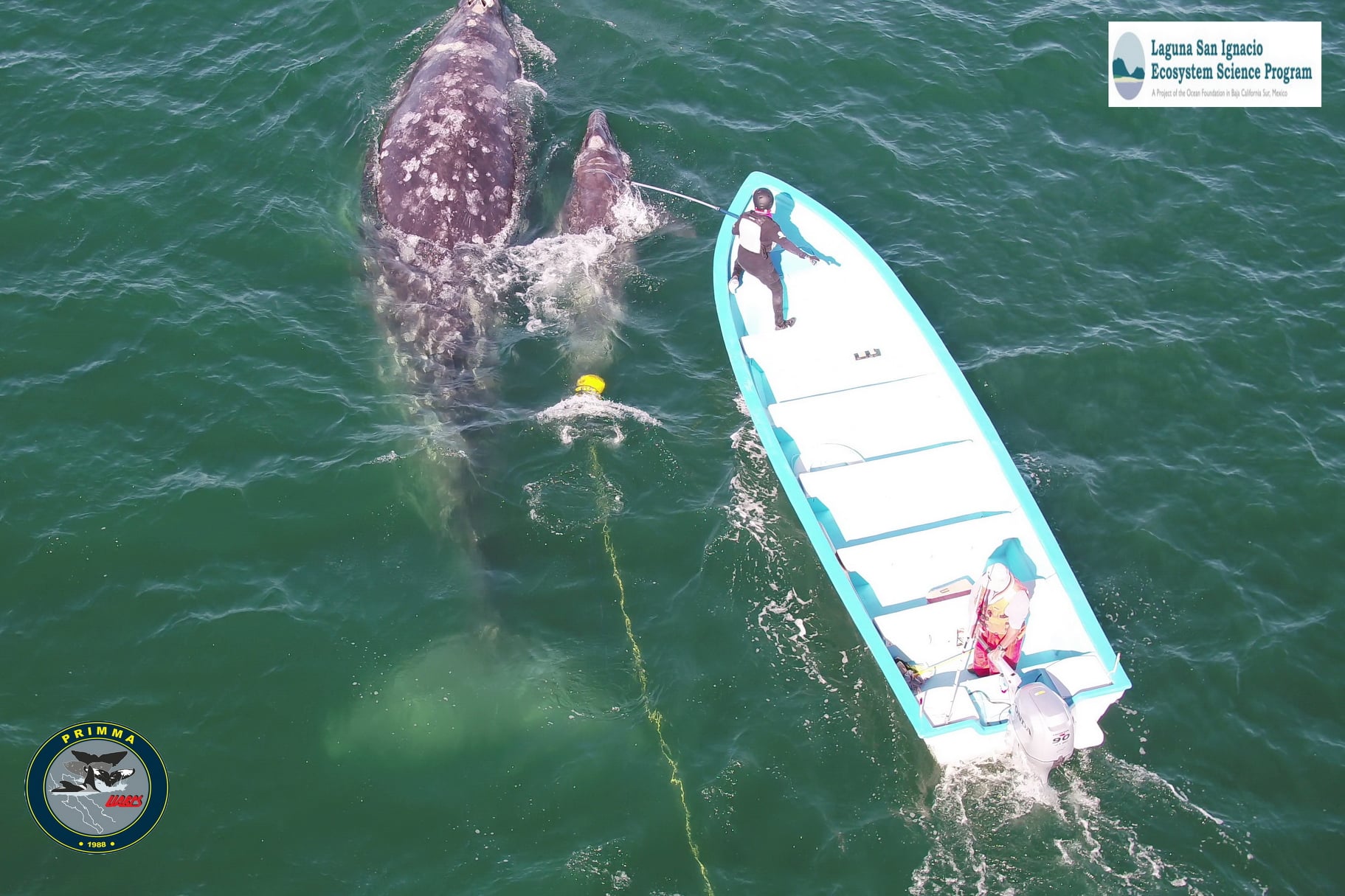 #GALERIA | Salvan a ballenato en Laguna San Ignacio