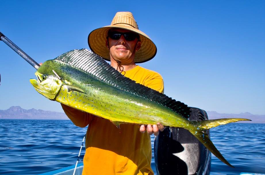 Reforma a Ley de Pesca y Acuacultura propone Ochoa Amador, por comercio y pesca ilegal