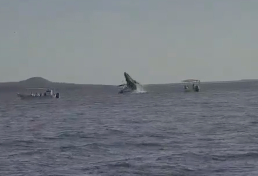 Ballena jorobada aplasta pequeña embarcación durante avistamiento: 4 heridos
