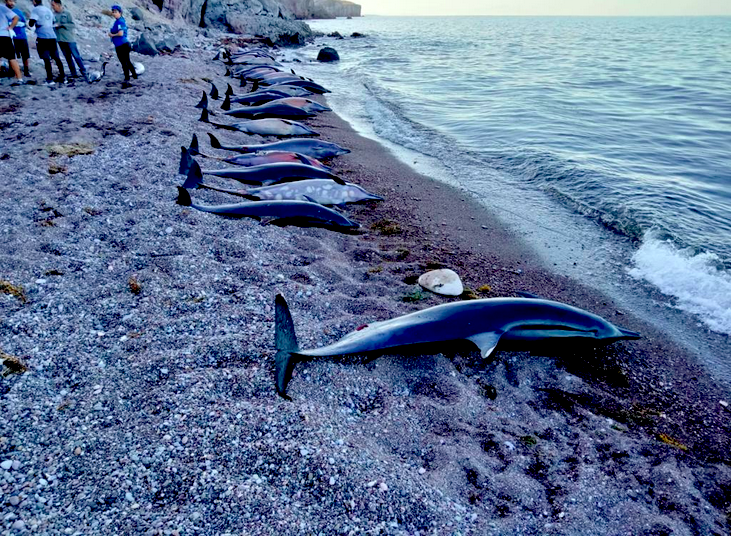 Tras varamiento de delfines, Profepa recuerda protocolo a seguir en estos casos: aquí los puntos