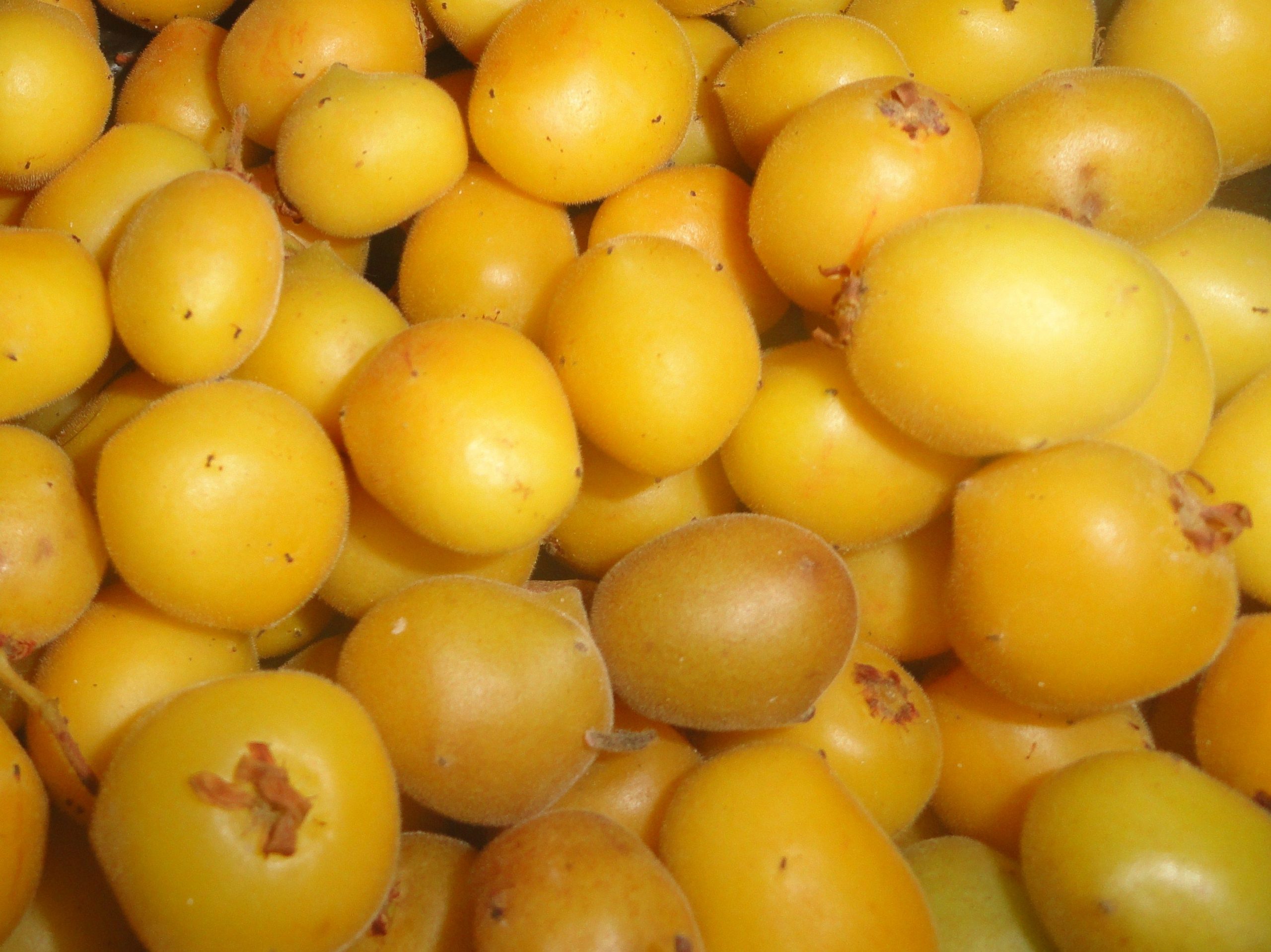 Una historia no autorizada sobre la superstición de las ciruelas del Mogote