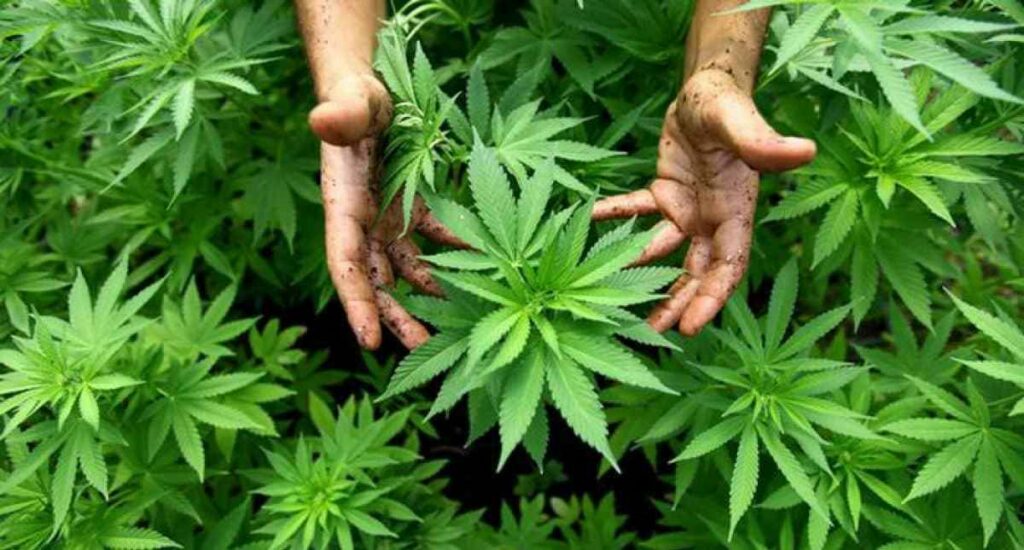 62 plantas de mariguana decomisadas en domicilio del mágico pueblo de Todos Santos
