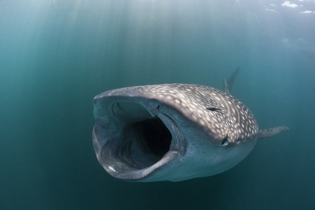 Los tiburones ballena son omnívoros