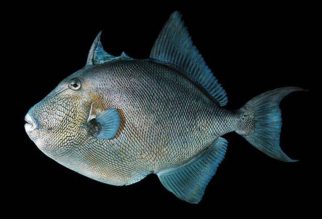 Un filete más en el asador de la «identidad»