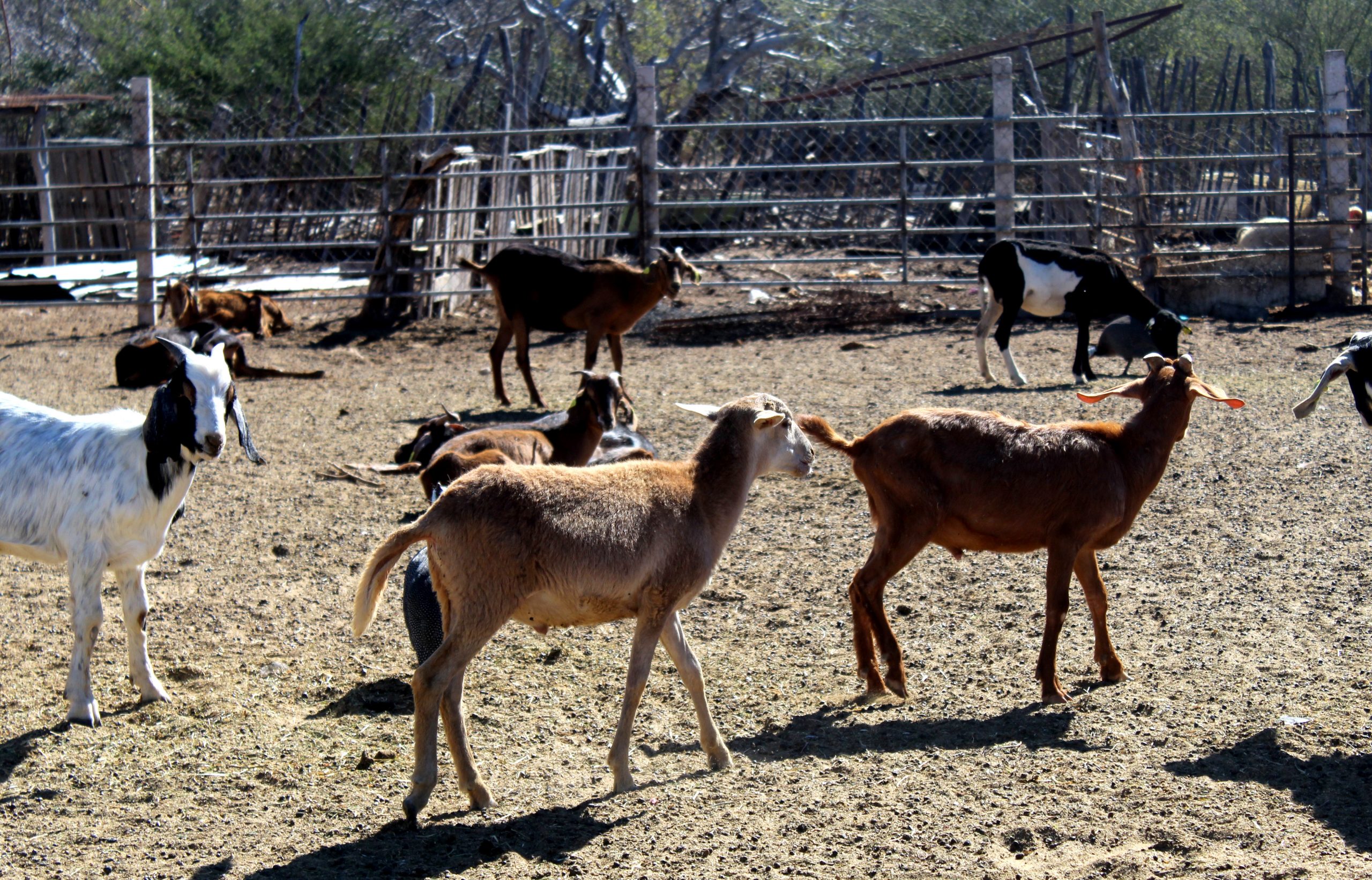 Apoyan con 1.6 mdp a productores de San Francisco de la Sierra