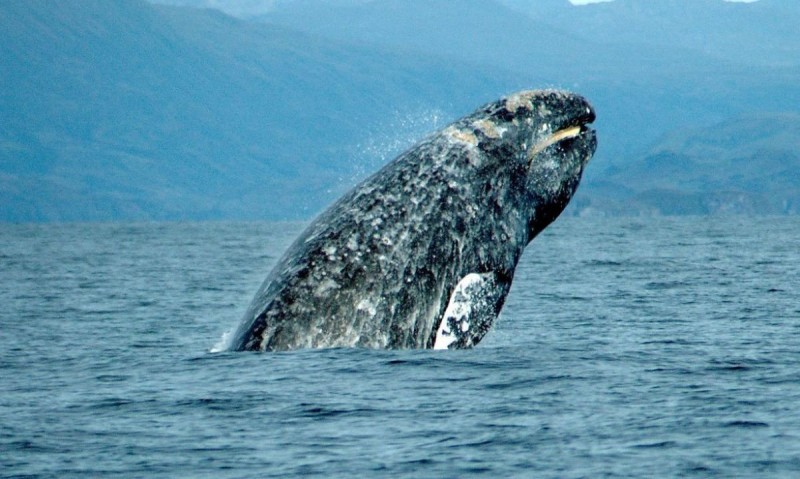 Observan abrupta reducción en población de ballena gris: NOAA