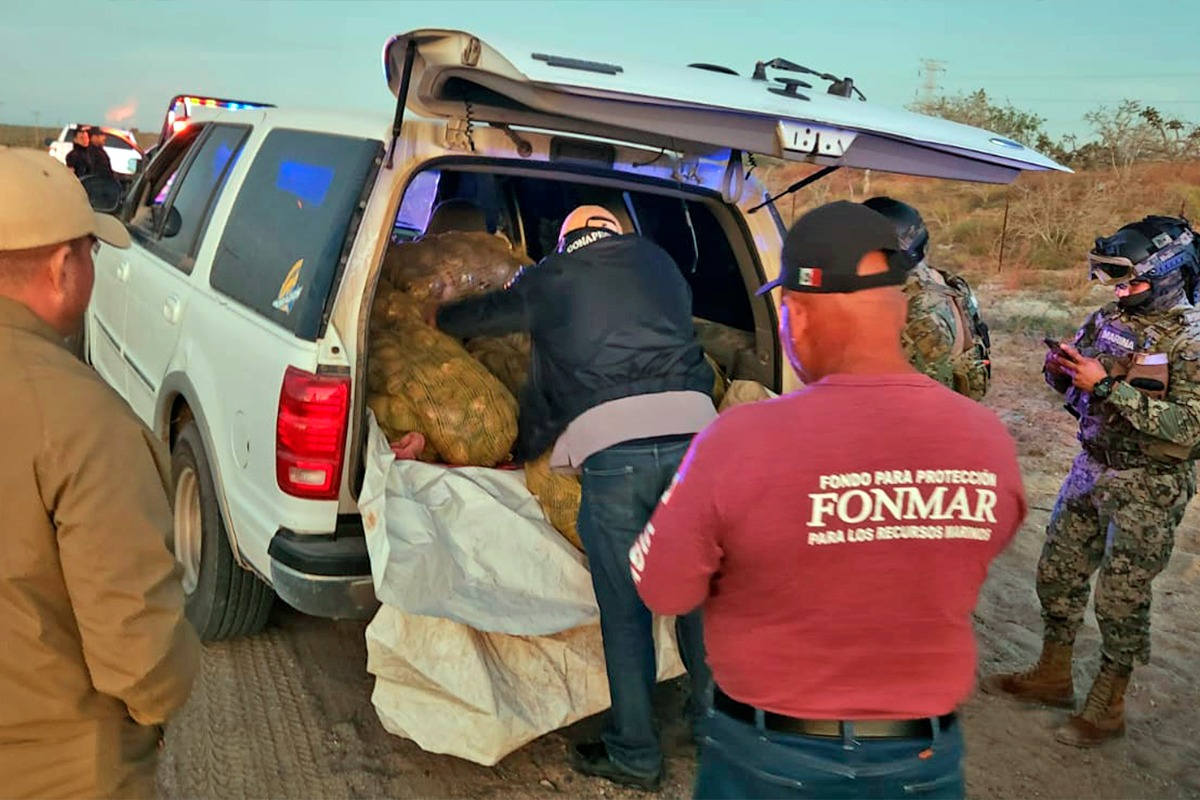 Devuelven al mar una tonelada de almeja chocolata en Comondú