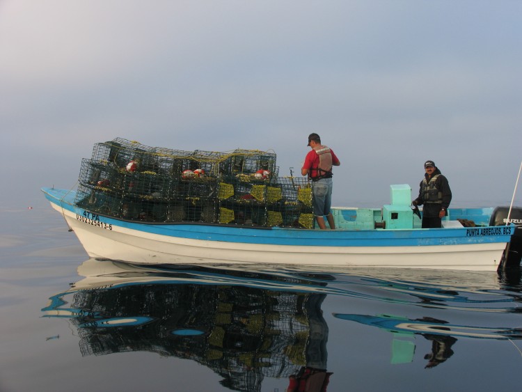 Extienden por 5 años vigencia de refugio pesquero en BCS: de San Cosme a Punta Coyote