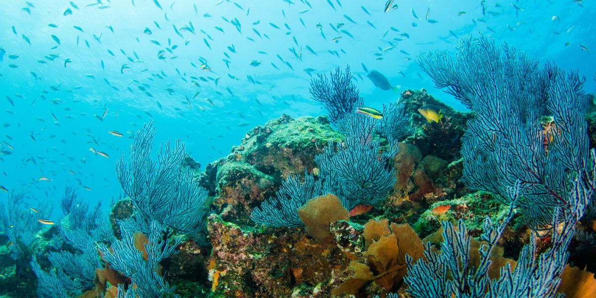 Cabo Pulmo y Bahía de Loreto entran a Lista Verde internacional de Áreas Naturales Protegidas