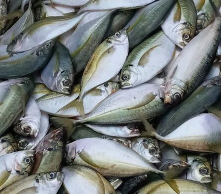 Aseguran 90 tn de pescado. Se donarán a población si responsables no presentan permiso de pesca