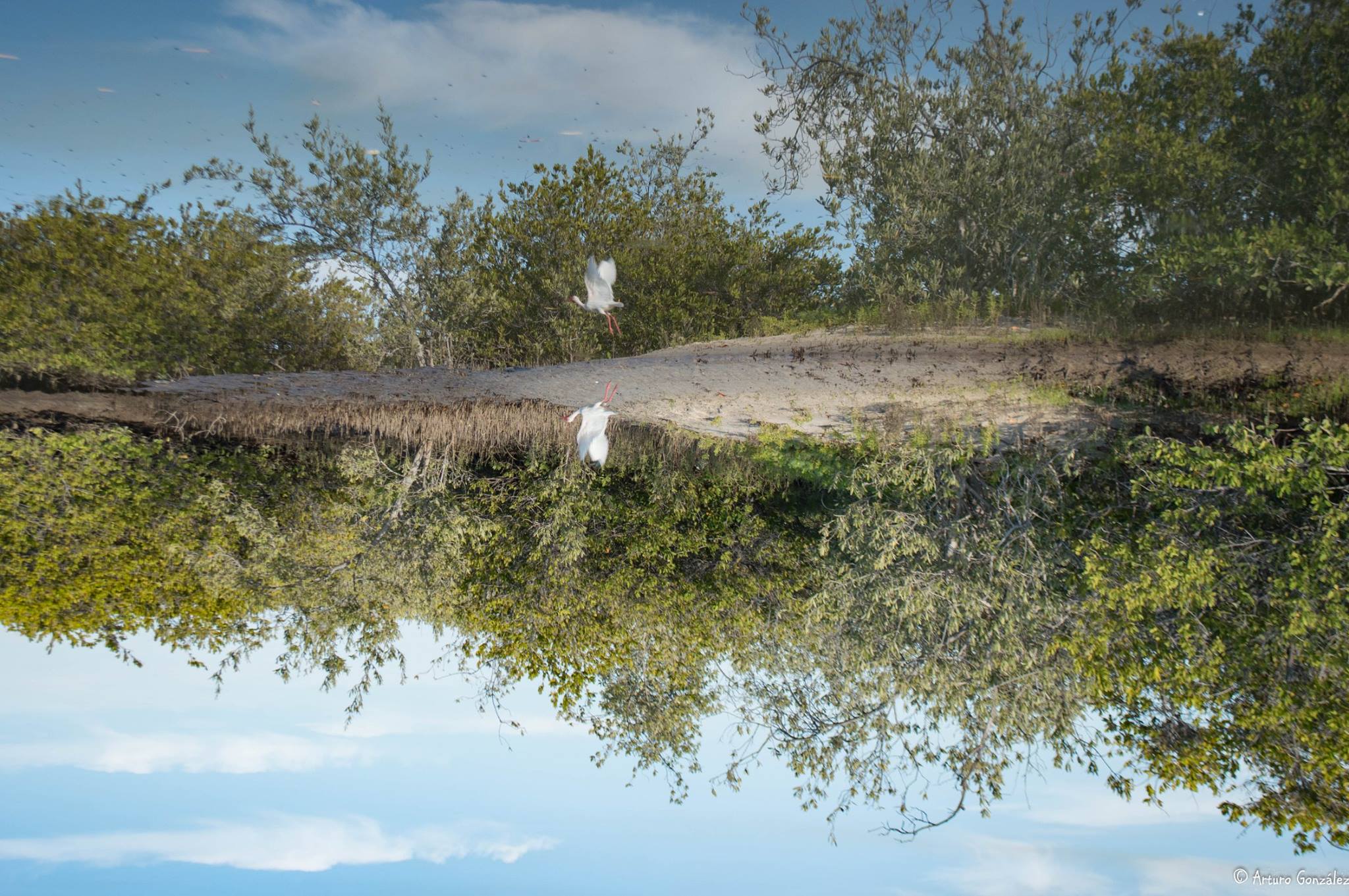 Denuncian relleno de arena irregular en manglar El Conchalito (VIDEO)