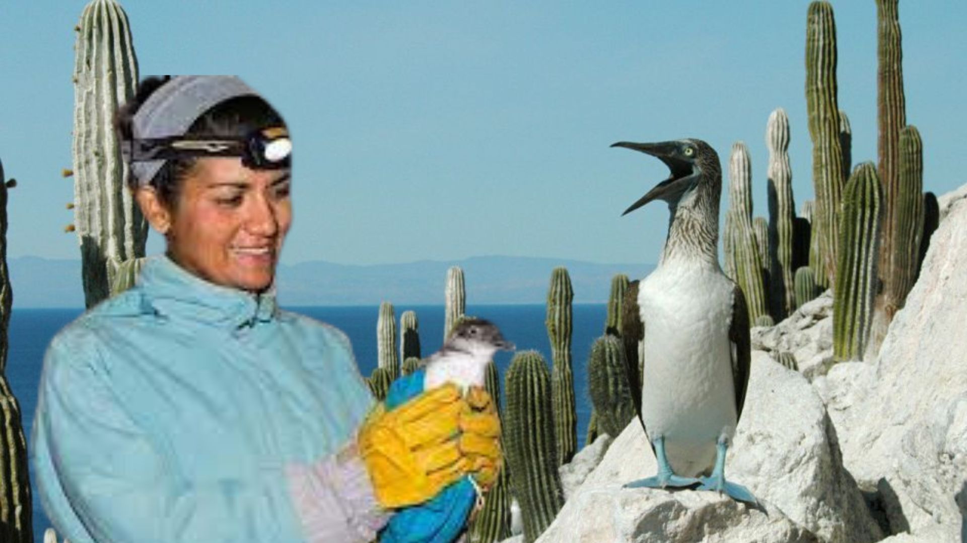 Egresada de la UABCS recibe premio internacional por protección de aves marinas
