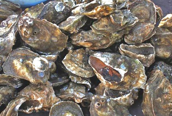 COEPRIS Reestablece extracción de almejas en estero Coyote