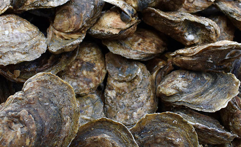 Por toxina inicia veda de ostión en esteros Coyote y La Bocana