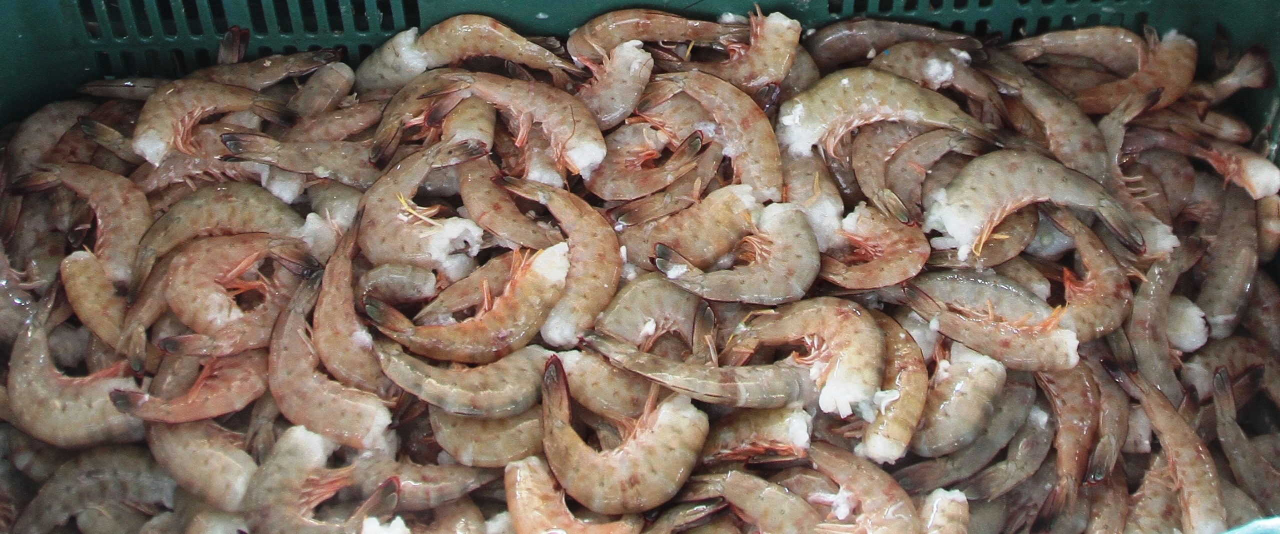 Levantan veda de camarón en bahía Magdalena