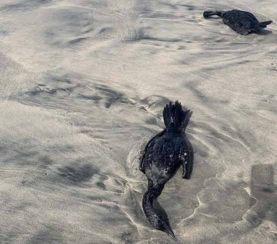 Preocupa misteriosa muerte de 13 patos en playa de Ensenada