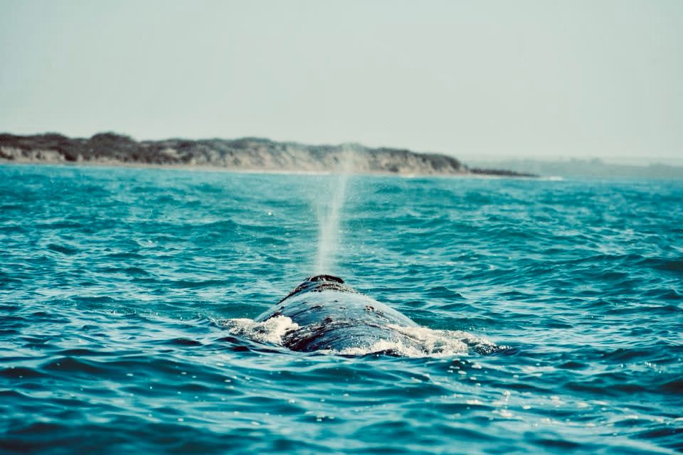 Invitan al Festival de la Ballena Gris en López Mateos