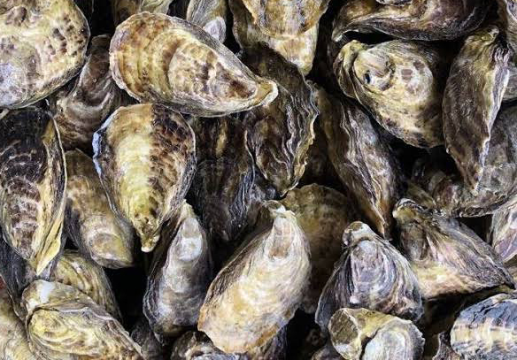 Suspenden extracción de moluscos en López Mateos