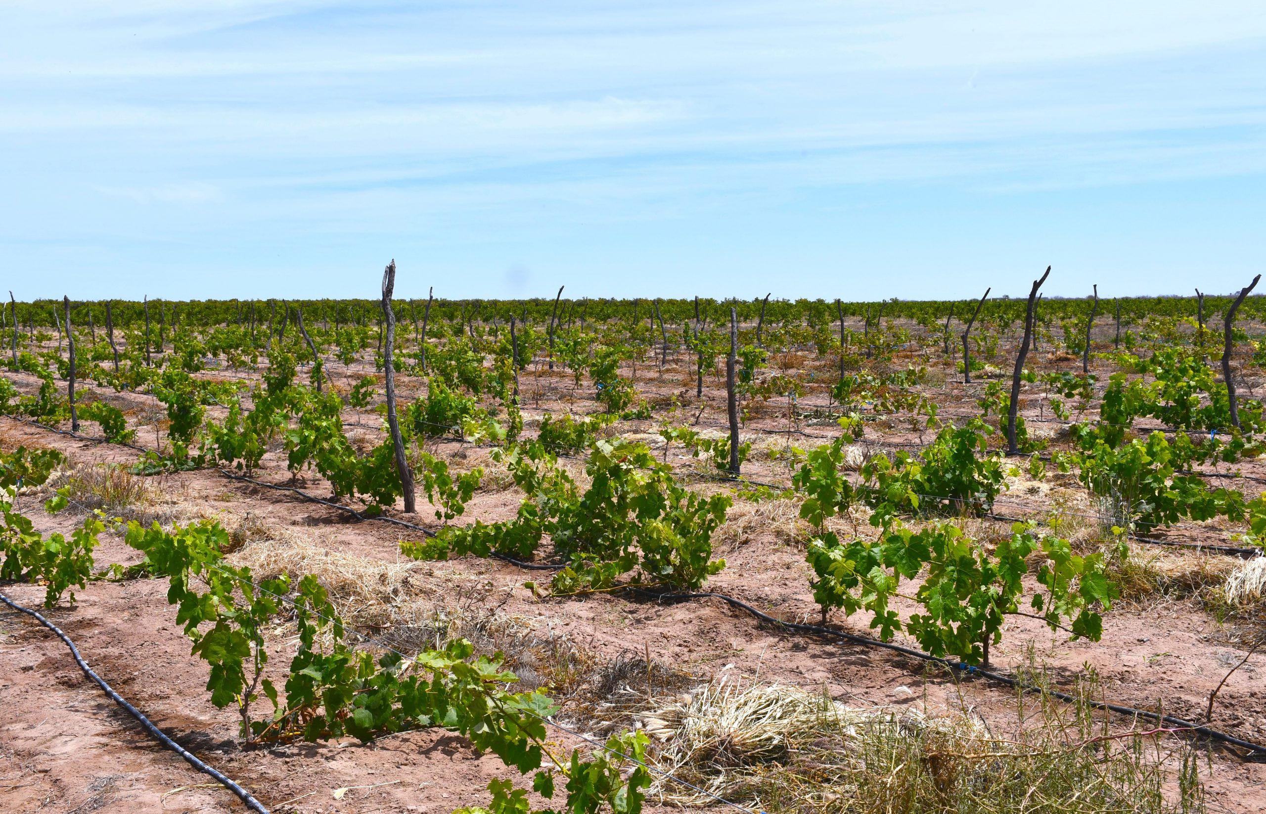 BCS entre los mejores en producción agrícola