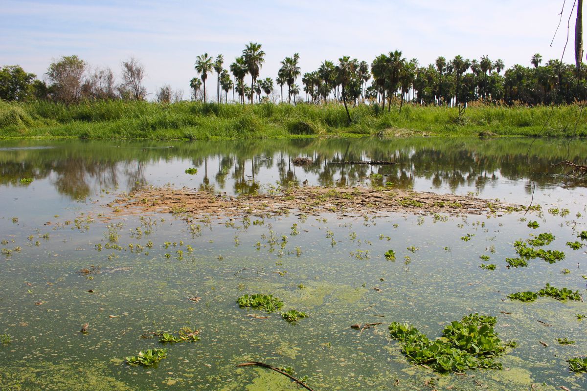 Sigue PTAR Fonatur contaminando estero San José del Cabo