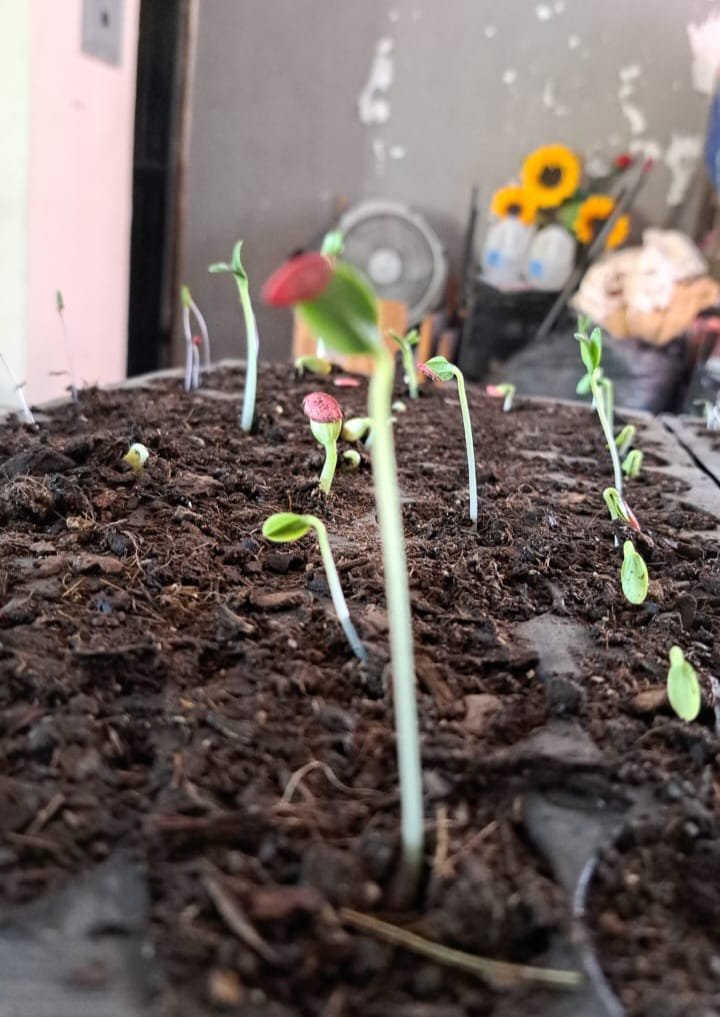 Lleva el Centro Preventivo de la SSPE taller en la colonia Calafia, en La Paz