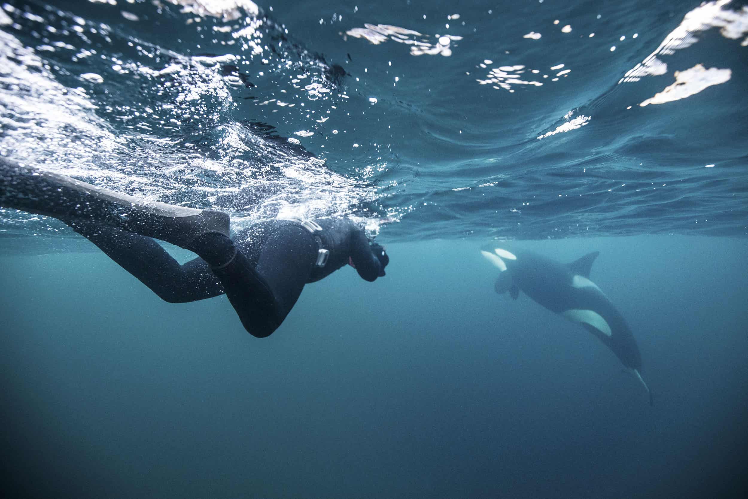 Nadar con orcas en BCS fuera de control: The Guardian