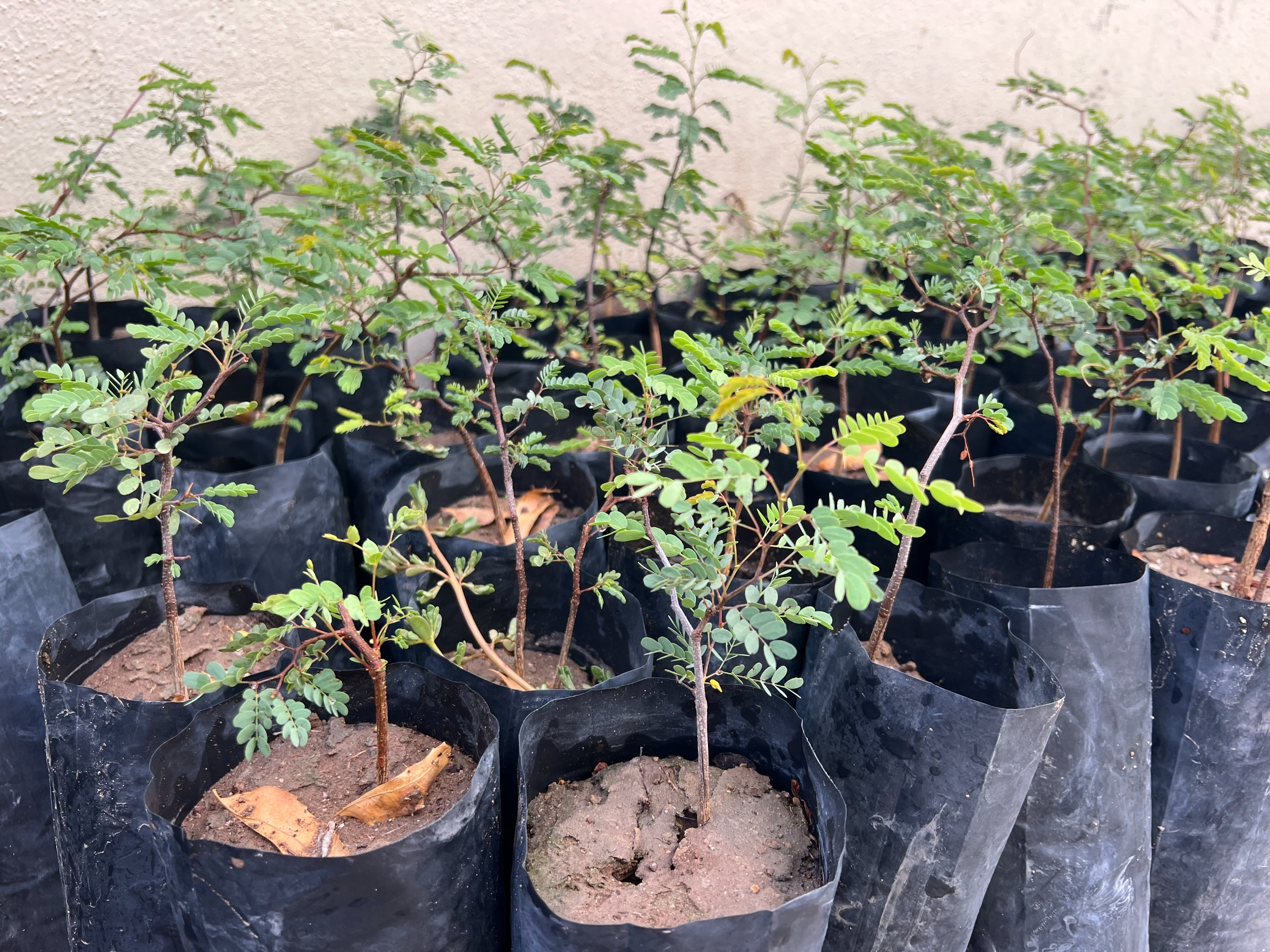 ¿Quieres adoptar un árbol? Te decimos cómo hacerlo