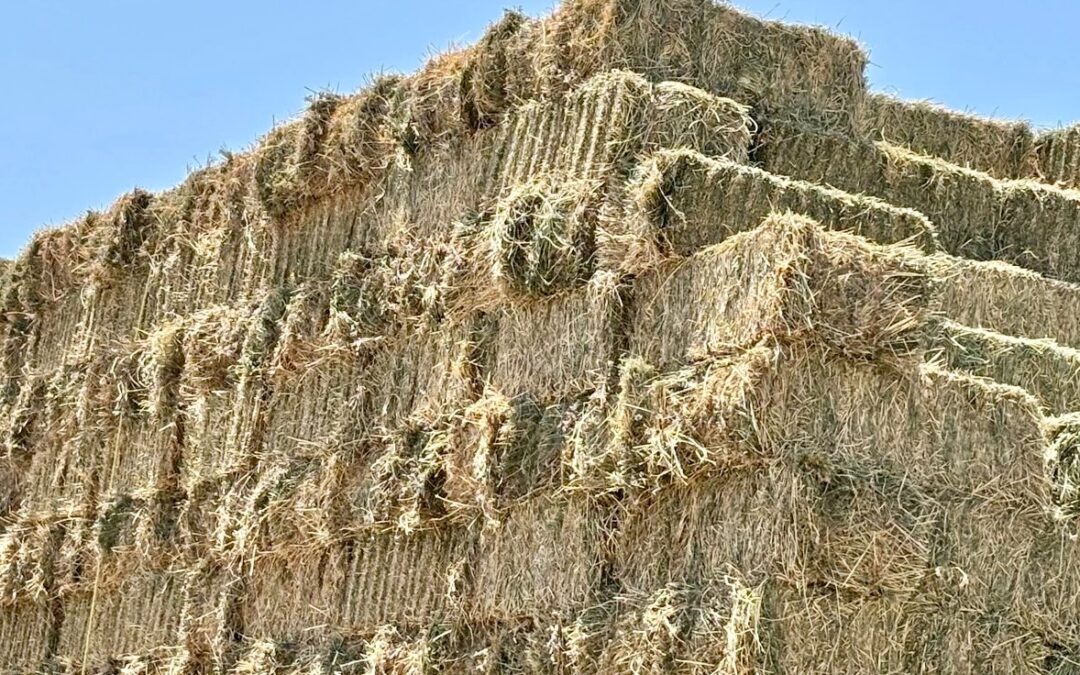 Inicia Gobierno Estatal primer corte de la segunda etapa producción de forraje en vivero de Comondú