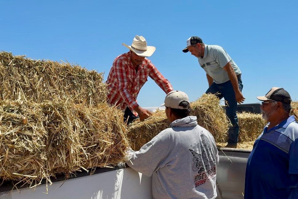 Gobierno del Estado entrega sorgo forrajero a comunidades rurales de Comondú