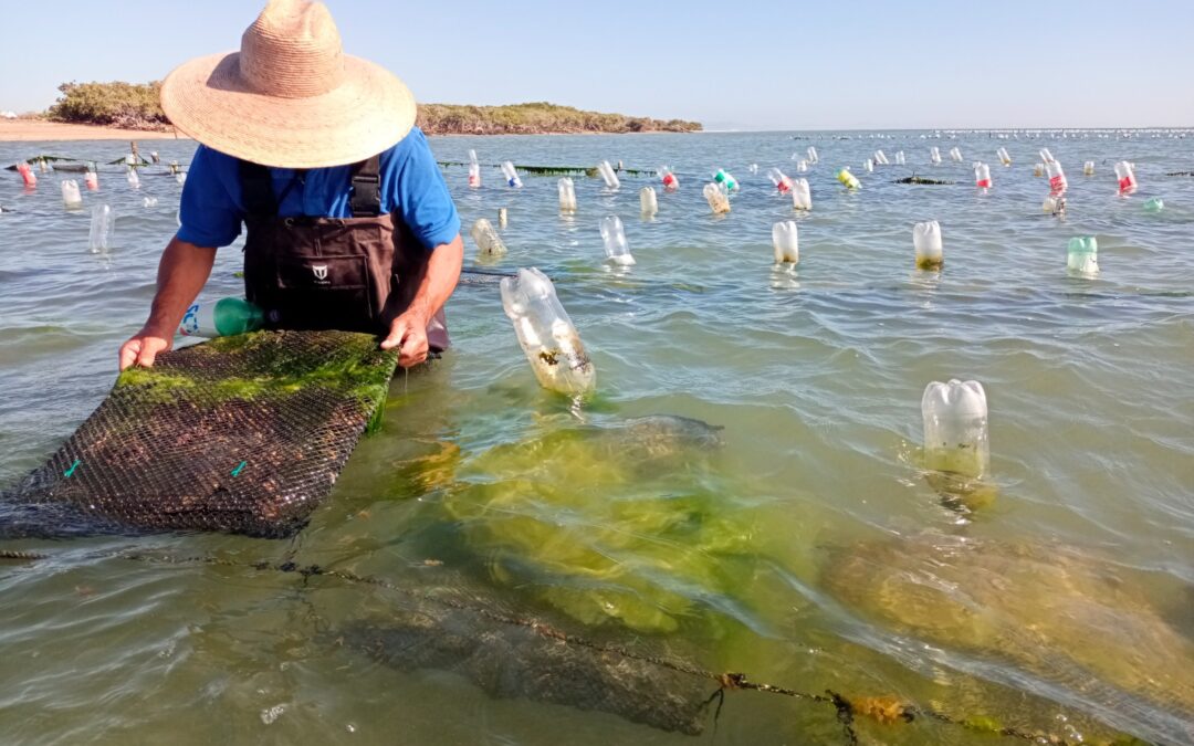 SEPADA impulsa el desarrollo y la consolidación del sector acuícola de BCS