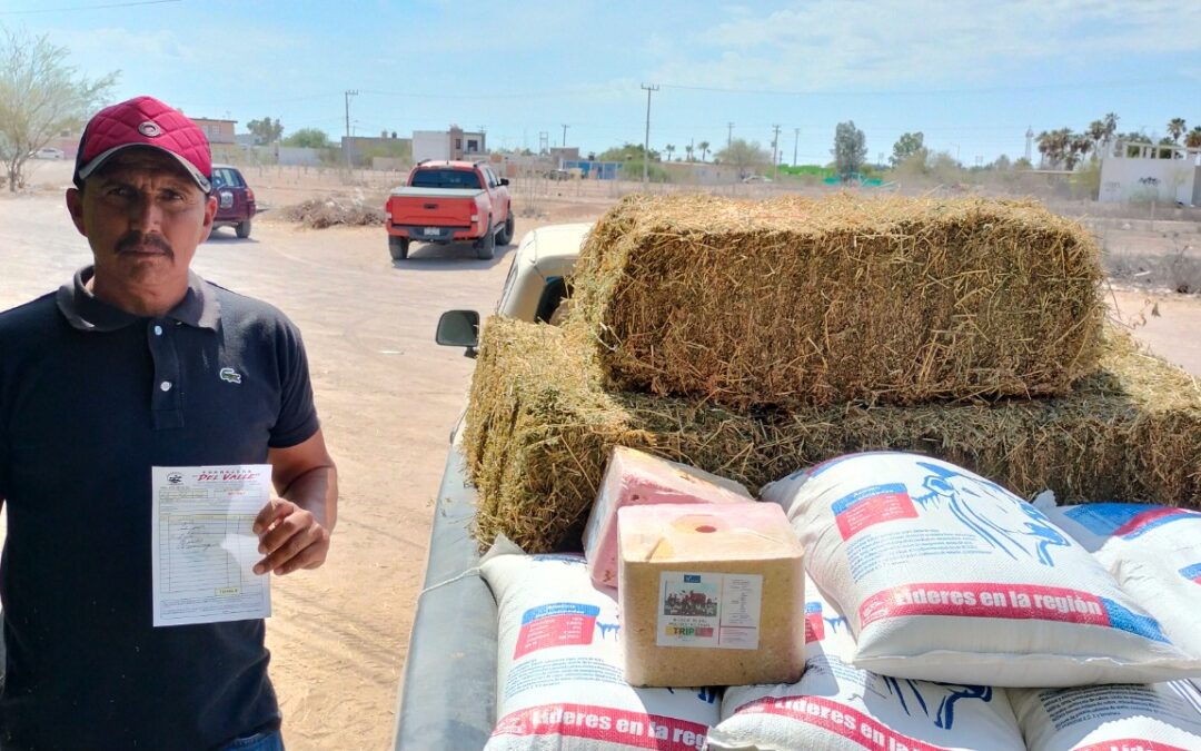 Gobierno de BCS fortalece al sector ganadero con recursos por más de 30 mdp frente a la sequía