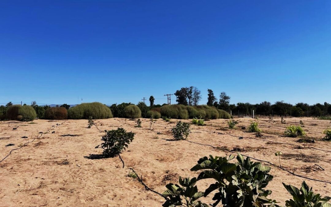 Respalda SEPADA a productores de higo en Mulegé con infraestructura e insumos