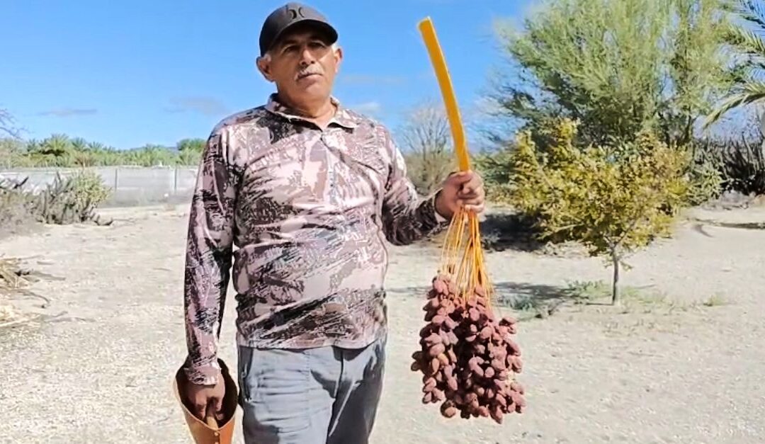 Destaca SEPADA producción de más de 600 toneladas de dátil en Mulegé